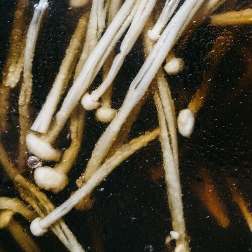 Matthias Lindermayr: Triptych (Vinyl LP) [ vinyl ]