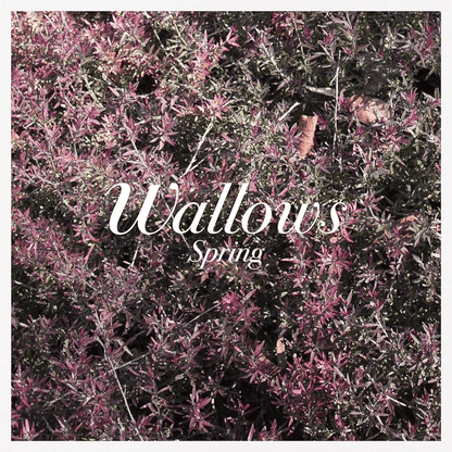 WALLOWS - Spring Vinyl [ vinyl ]