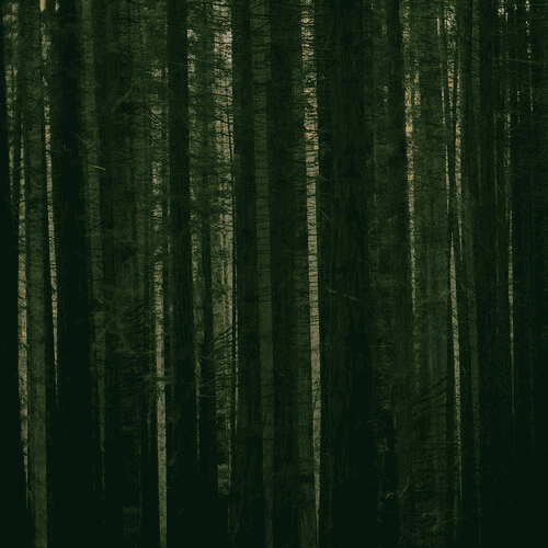 THE PAPER KITES - Evergreen Vinyl [ vinyl ]