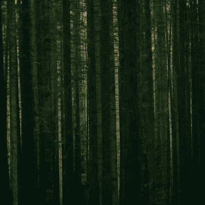 THE PAPER KITES - Evergreen Vinyl [ vinyl ]
